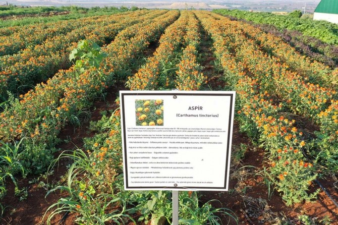 Gastronomi kentinde aspir hasadı başladı