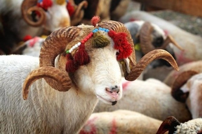 Gaziantep Umut Kervanı hayırseverlere kurban bağışı çağrısında bulundu