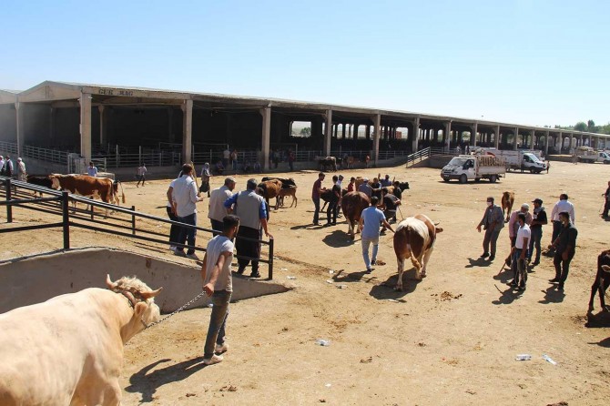 Canlı hayvan borsasındaki durgunluk satıcıları endişelendiriyor