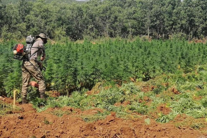 Wezîrê Karên Hundir: “Li Diyarbekirê 5 milyon û 134 hezar kok kenewîr hat bidestxistin”