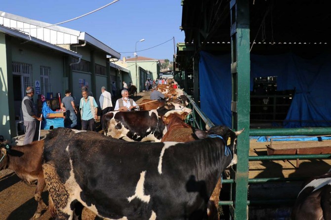 Büyükbaş kurbanlık satıcıları sevinçli, küçükbaş satıcıları ise dertli!