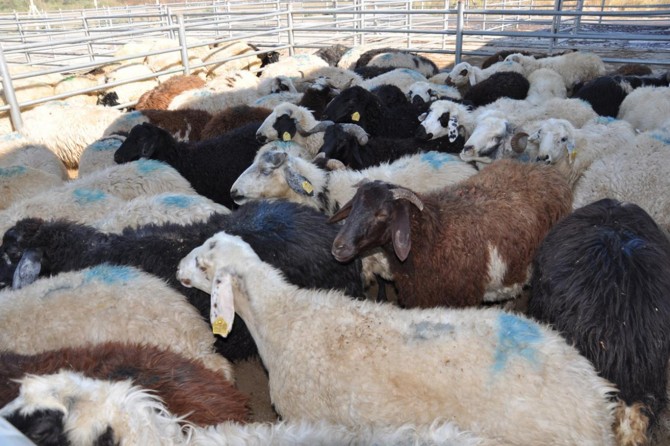 Kılıçarslan, kurbanlık hayvan hakkında toplumda merak edilen tüm soruları cevapladı
