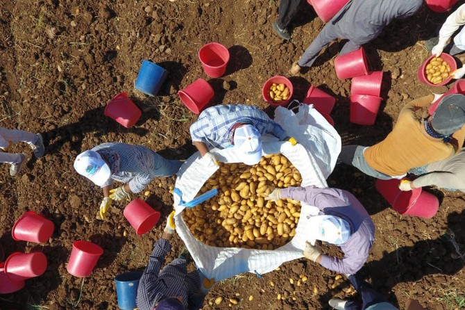 Adıyaman'da patates hasadı başladı