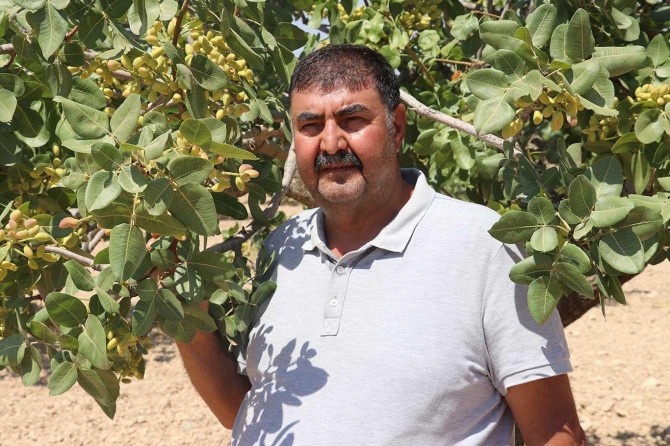Üreticiler, Antep fıstığına ürün bazlı destek verilmesini istiyor