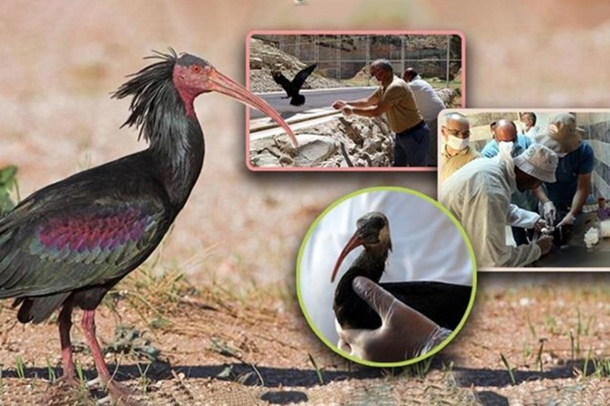 Türkiye'de kelaynak sayısı hızla artmaya devam ediyor