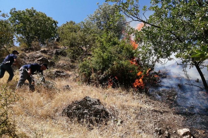 Siirt'te çıkan orman yangını kontrol altına alındı