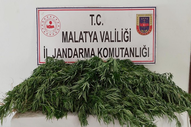 Malatya’da binlerce kök kenevir bitkisi ile av tüfeği ele geçirildi