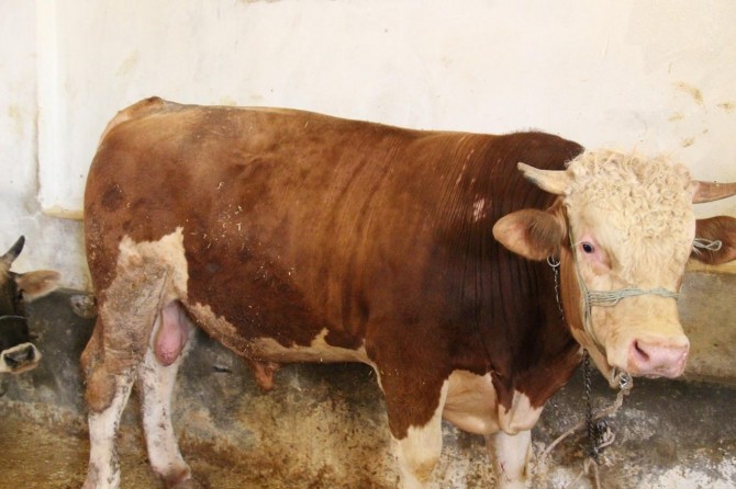 Elazığlı besiciler, kurbanlık hayvan satışlarından memnun