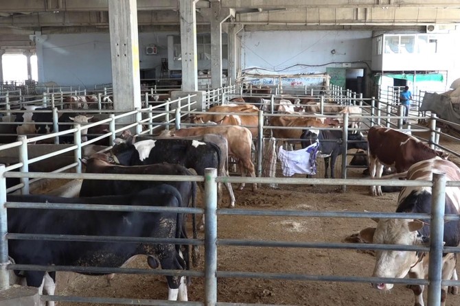 Diyarbakır’da hayvan kesim yerleri ve şartları belirlendi