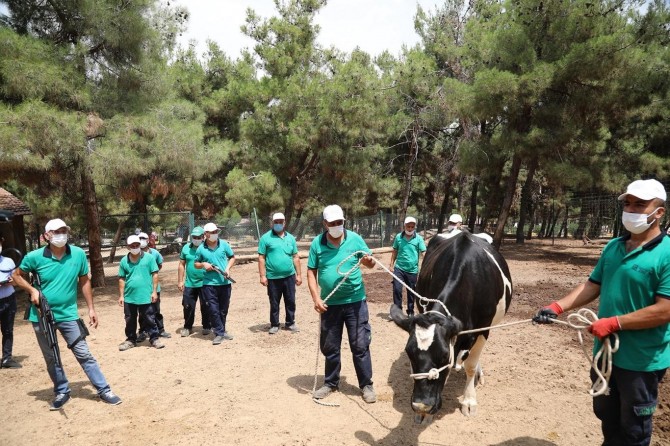 Gaziantep’te kurbanlık hayvanları yakalama timi bayrama hazır