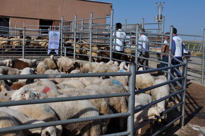 İHO-EBRAR Türkiye'de ve birçok ülkede kurban kesti
