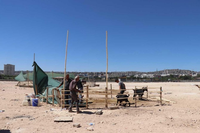 Kurbanlıklarını satan besiciler memleketlerinin yolunu tuttu