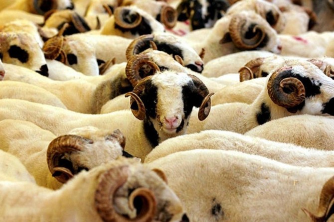 Bakan Pakdemirli: "Üreticinin elinde kalan kurbanlıkları devlet alacak"