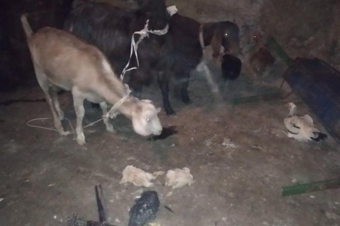 Gaziantep'te küçükbaş hayvan çalan 4 şüpheli suçüstü yakalandı