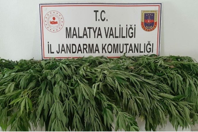 Malatya’da 1500 kök kenevir bitkisi ele geçirildi