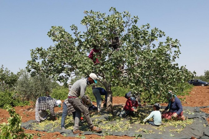 Yüksek rekoltesiyle yüzleri güldüren Antep fıstığında hasat zamanı