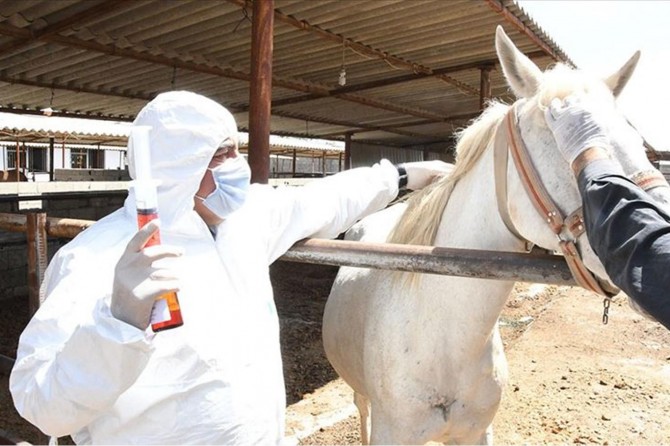 Adıyaman'da atlardan alınan plazmadan antikor elde ediliyor