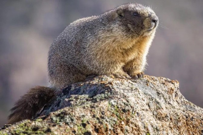Moğolistan'da vebadan ölenlerin sayısı 2'ye yükseldi