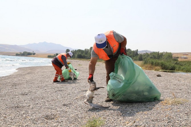 Van'da telef olan martılar toplandı