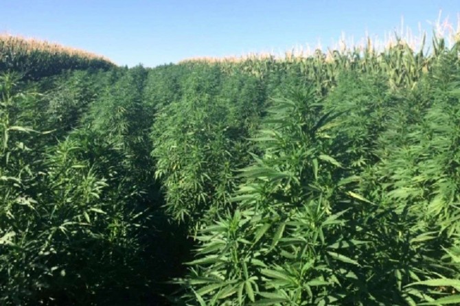 Hani'de 520 bin kök kenevir bitkisi ele geçirildi