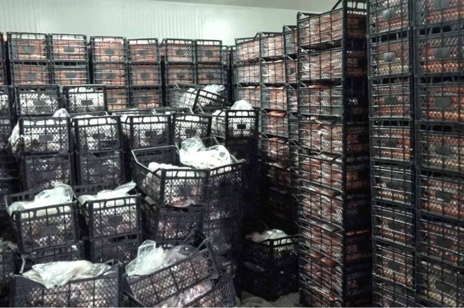 Adana'da yaklaşık 40 ton kokmuş kaçak et ele geçirildi