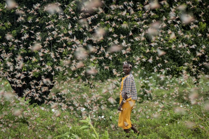 Kenya suffers from worst locust plague in 70 years