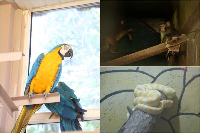 Kaçak yollarla geçirilmeye çalışılan hayvanlar Gaziantep’e getirildi