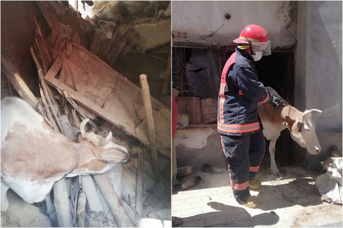 Battalgazi'de ahırın çatısı çöktü enkaz altında kalan 3 büyükbaş kurtarıldı