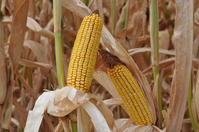 Batman Ziraat Odası: Mısırda rekolte düşük olacak gibi görünüyor