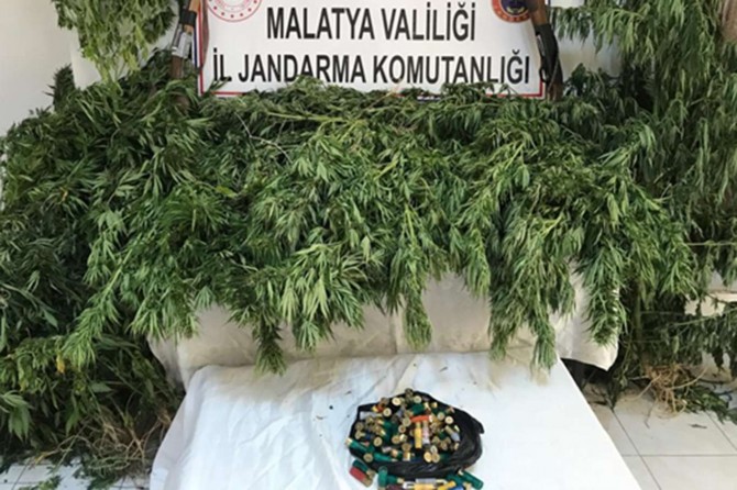 Akçadağ'da 3 bin kök kenevir bitkisi ele geçirildi