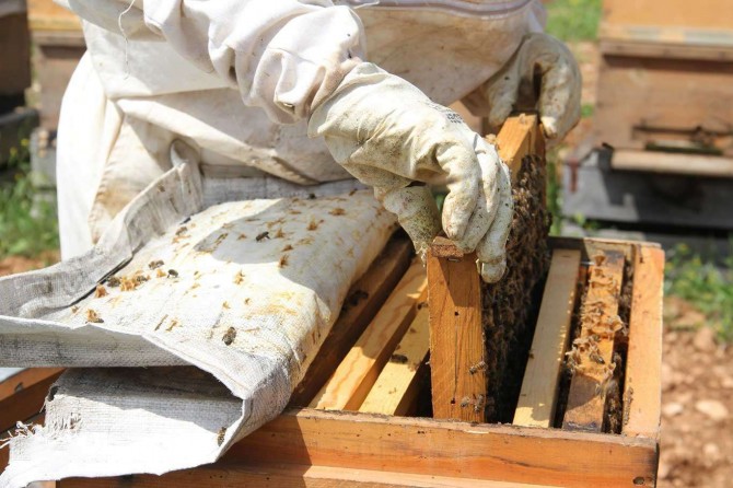 Adıyaman'da bal üretimi geçen yıla göre azaldı