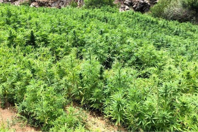 Yeşilyurt'ta hazine arazisinde kök kenevir bitkisi ele geçirildi
