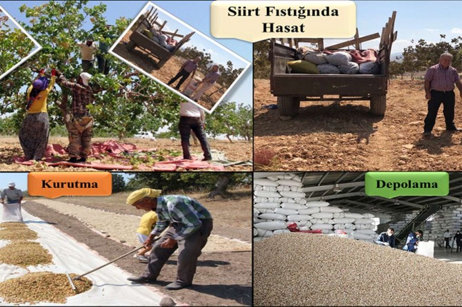 Fıstık üreticilerine tekniğine uygun hasat uyarısı