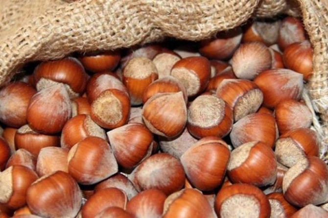 Ürünlerini teslim eden fındık üreticilerine ödemeler yapıldı