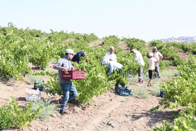 Kilis’te üzüm hasadı devam ediyor