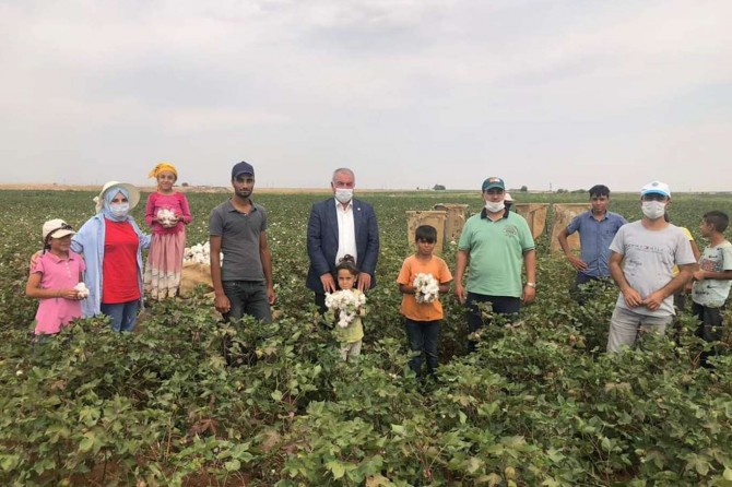 Viranşehir'de pamuk hasadı başladı