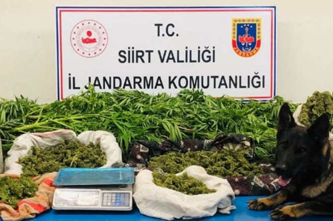 Evinin bahçesinde kenevir eken zanlı tutuklandı