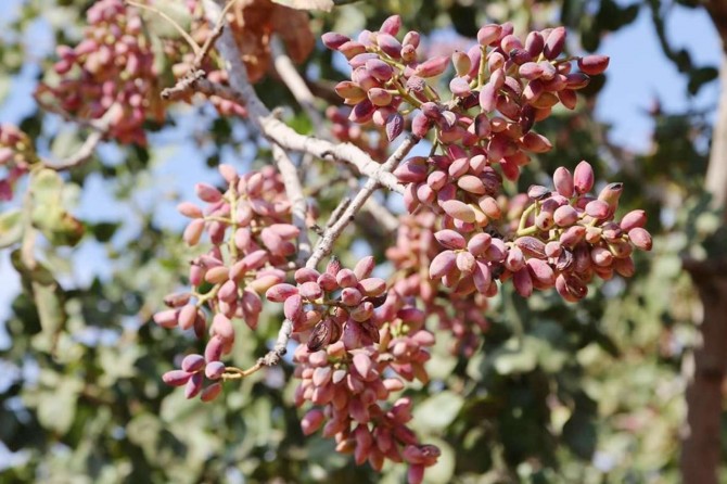 Antep fıstığında yüksek rekolte yüzleri güldürüyor