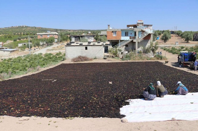 Kilis'te üzüm kurutma dönemi başladı