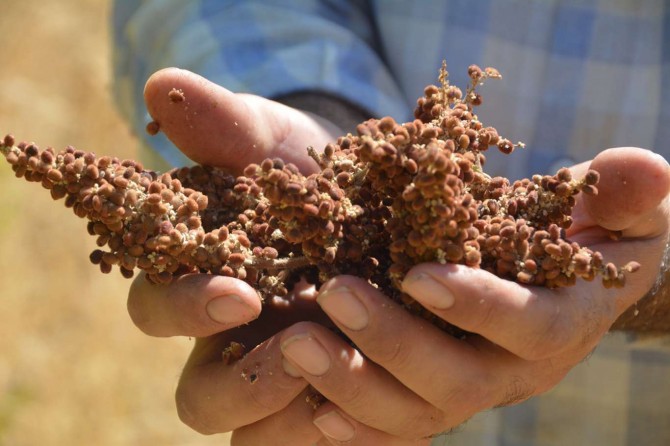 Batman’da sumak hasadı köylülerin yüzünü güldürdü