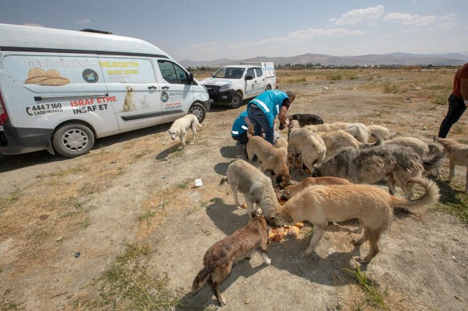 Van’da sokak hayvanları unutulmuyor