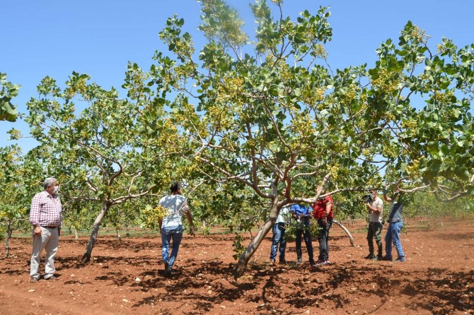 Siirt’te 371 bin TL bütçeli 2 tarımsal proje kabul edildi