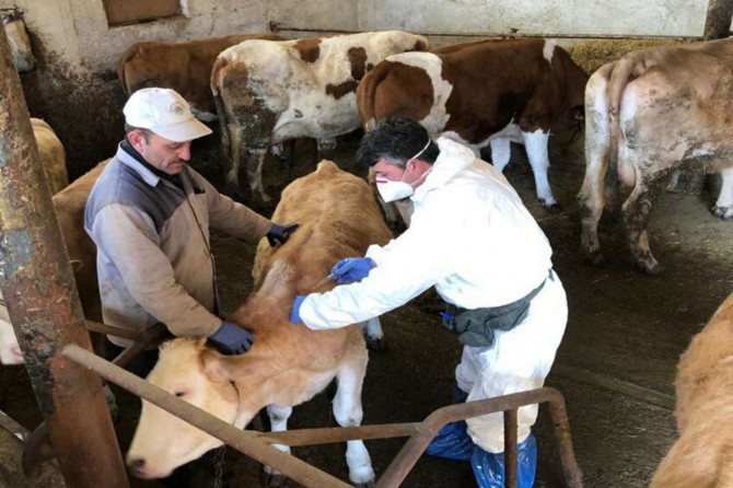 Siirt'te sonbahar şap aşılama kampanyası başladı