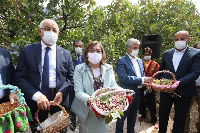 Uluslararası GastroAntep Festivali fıstık hasadıyla başladı