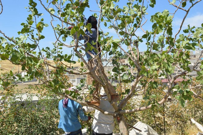 Siirt'te fıstık hasadı başladı