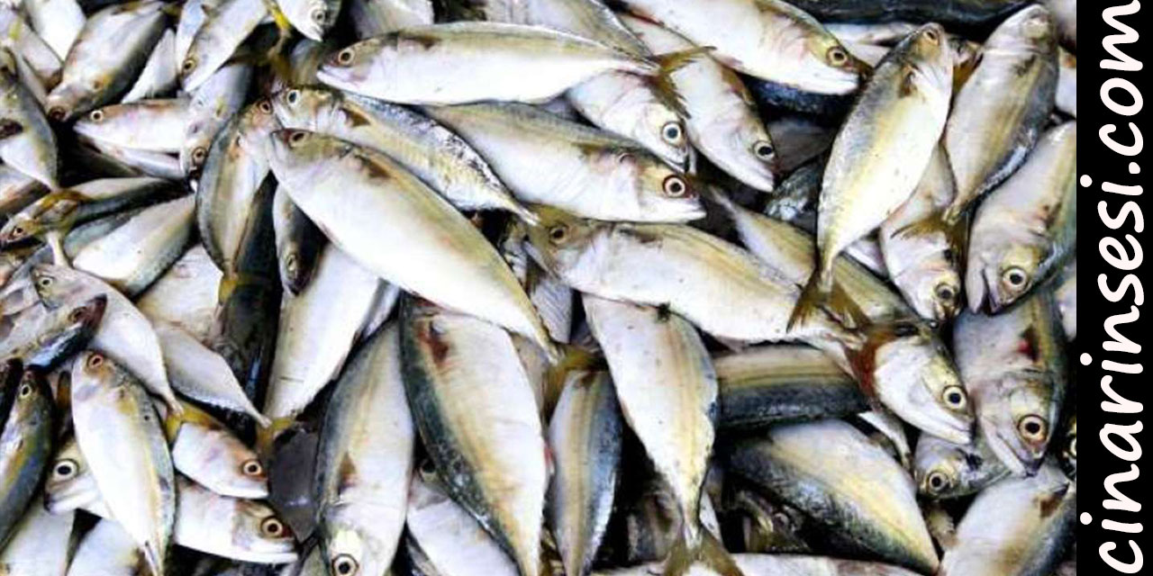 İstanbul Beylikdüzü Gürpınar Su Ürünleri Halinde 7 ton su ürününe el konuldu