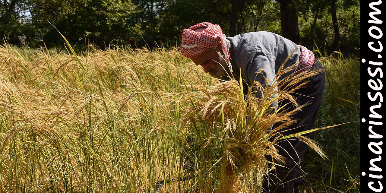 Bir asırdır imece usulüyle ekilen Kursunç pirincinin hasadına başlandı