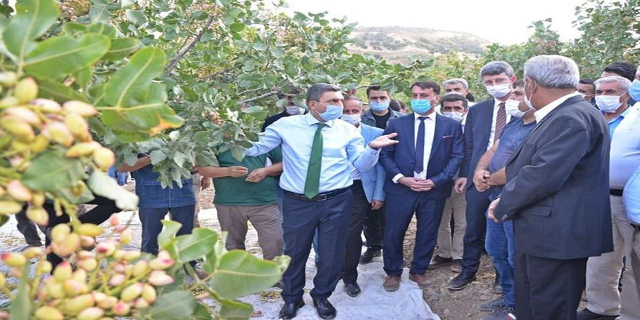 Batman Valisi Şahin: “İlde her geçen gün fıstık üretimi artıyor”