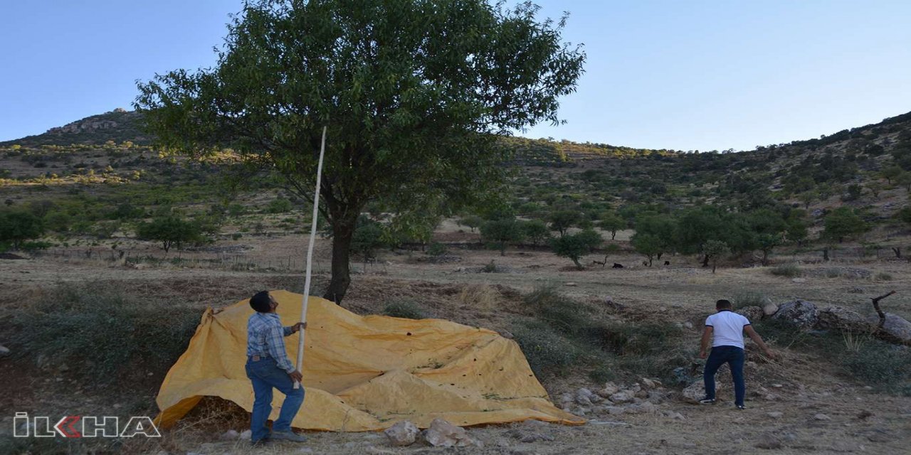 Batman’da geçim kaynağı olan bademin hasadına başlandı