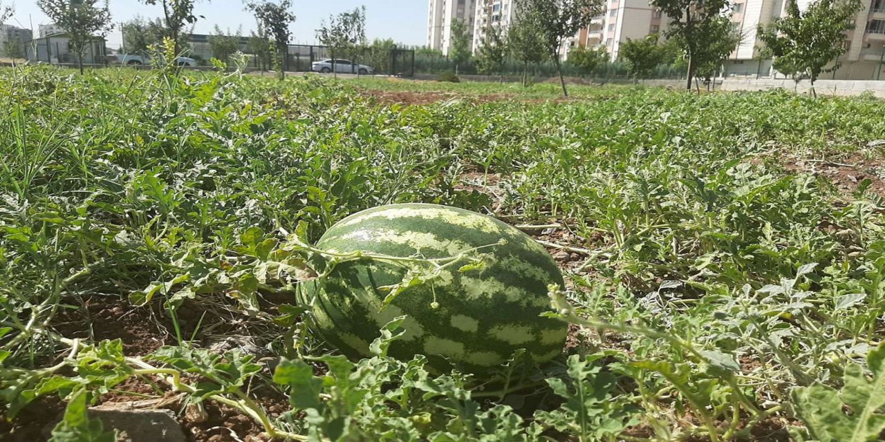 Bağlar Belediyesinin organik tarım projesi ilk meyvelerini verdi